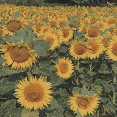 网赌软件在线下载截图