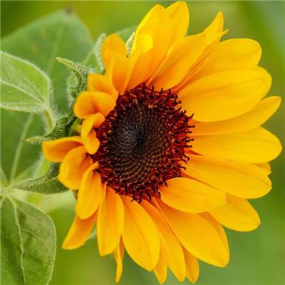 Welcome-凤凰彩票